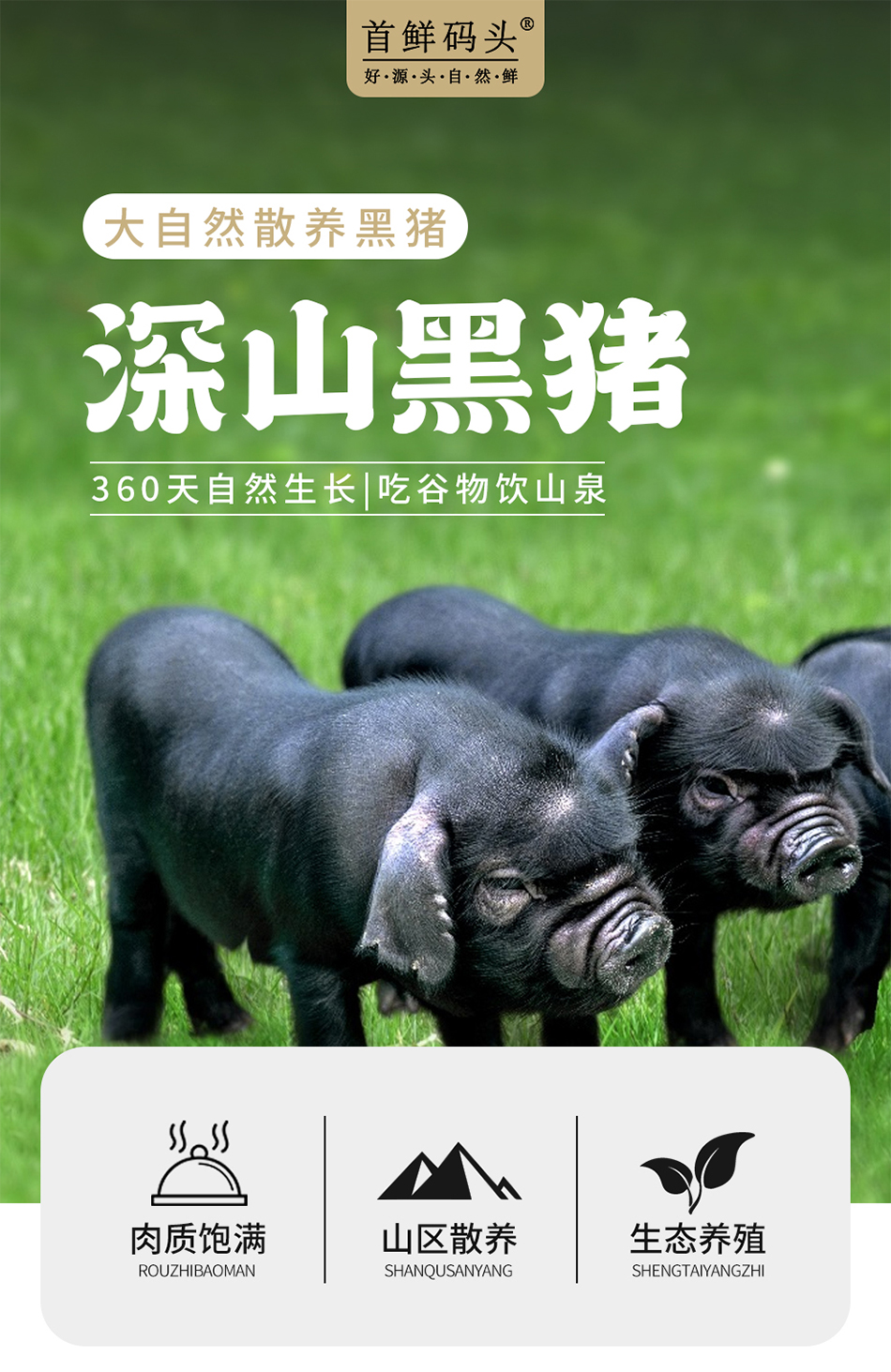 1744352477984541.png 黑猪肉E款2.png