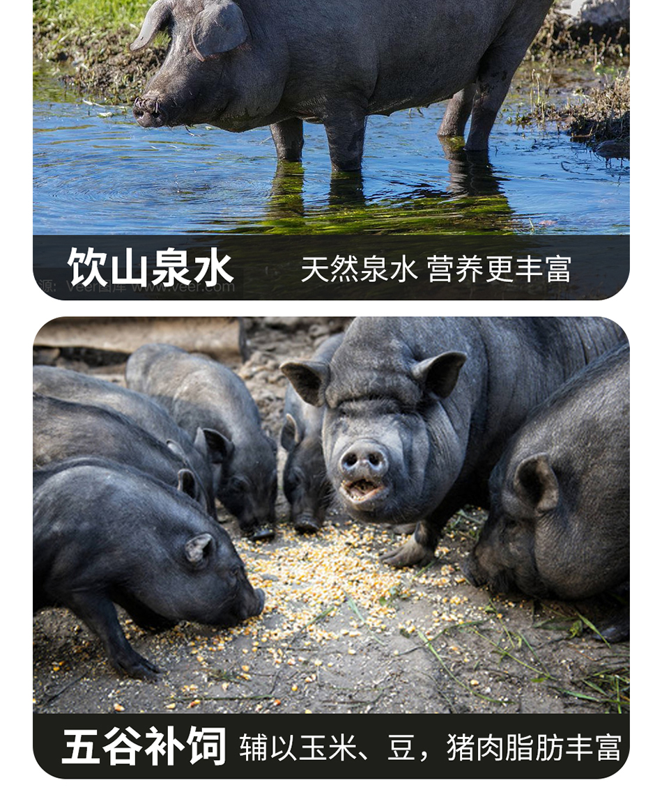 1744097375126150.png 黑猪肉D款6.png