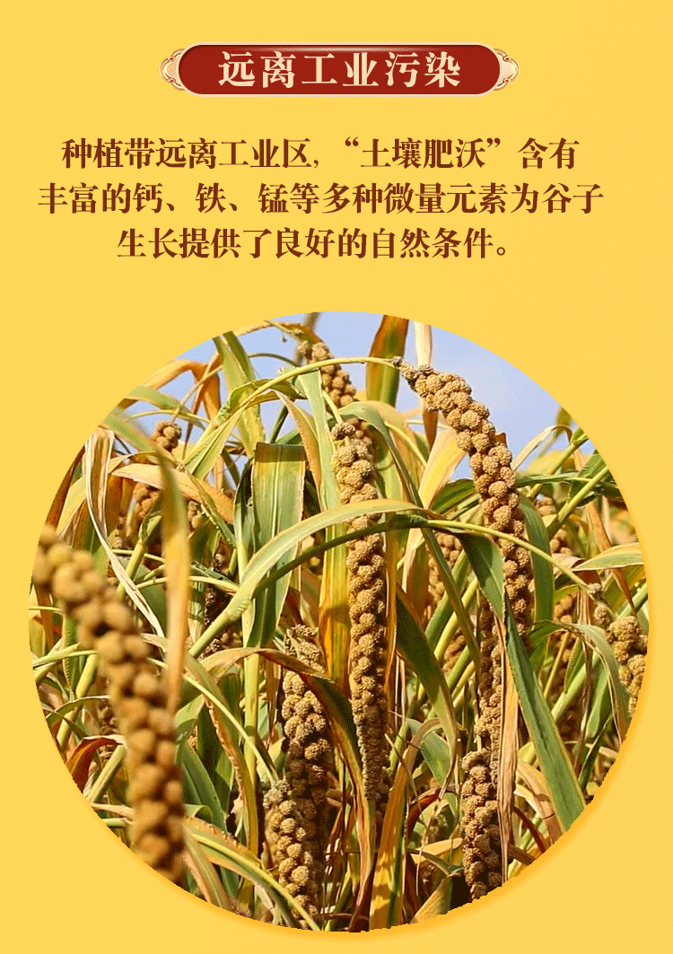 1744263605658591.png 晋元亨2千克礼盒5.png